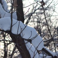 Снежная гусеница :: Любовь Сахарова