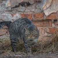 Подошел! Сюда подошел! :: Referee (Дмитрий)