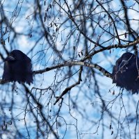 Картина маслом - Грачи прилетели. :: Татьяна Бравая Картина маслом - Грачи прилетели. :: Татьяна Бравая