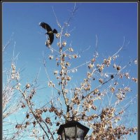 Городские зарисовки :: Ольга Довженко