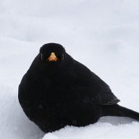 Холодно. :: Милешкин Владимир Алексеевич 