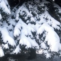 Снежный январь :: Елена Семигина Снежный январь :: Елена Семигина