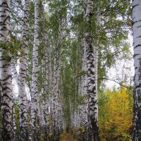 сентябрь в берёзовой аллее :: Елена Шаламова сентябрь в берёзовой аллее :: Елена Шаламова