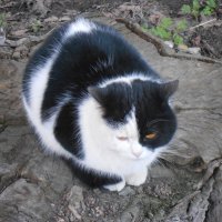 неуютно в марте бездомным котам :: Елена Шаламова