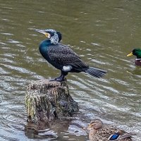 Прилетел! :: Варвара Прилетел! :: Варвара