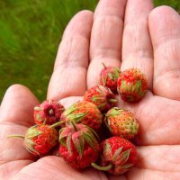 Клубничка. :: nadyasilyuk Вознюк Клубничка. :: nadyasilyuk Вознюк