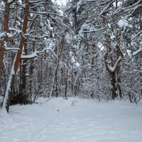 Лесной пейзаж зимы :: Александр Синдерёв