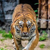 Тигрица :: аркадий Тигрица :: аркадий