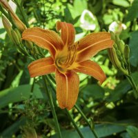 Лилейник :: Валентин Семчишин Лилейник :: Валентин Семчишин