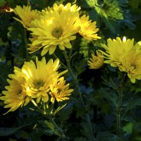 Жёлтая хризантема :: Валентин Семчишин Жёлтая хризантема :: Валентин Семчишин