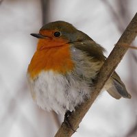 Зарянка :: Лина Зарянка :: Лина