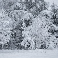 Зима :: Татьяна Семенова