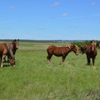 Донские виды. :: Виктор 