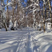 В Битцевском лесу :: Игорь Ч.