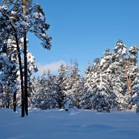 Мороз и солнце :: Андрей Зайцев