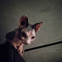 *** :: Сергей Полянский