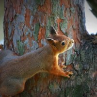 ...к свету... :: Andrey Bragin ...к свету... :: Andrey Bragin