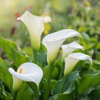 КАЛЛЫ :: МАРИЯ ПОПОВА