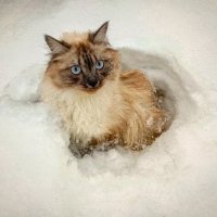 Лика-Сибирячка :: Виктор Садырин