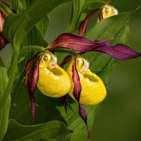 Пара венериных башмачков в окрестностях Ухты, будто сама лесная фея обронила :: Николай Зиновьев