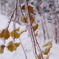 После "ледяного" дождя. :: Сергей Ц