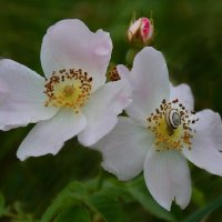 Шиповник :: Надежда Куркина 