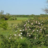 Весна :: Надежда Куркина 