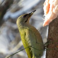 Зимний обед седого дятла :: Ната Волга