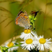 опять про бабочек...373 :: Александр Прокудин