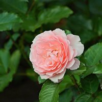 *** :: Евгений Васильев