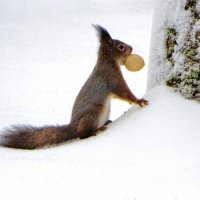 Белка с орехом. :: Милешкин Владимир Алексеевич 