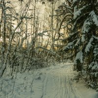 Тропою света.... :: Александр Филатов