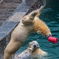 Белка и Стрелка :: аркадий 