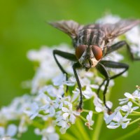 Летнее макро :: Владимир Лазарев