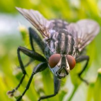 Летнее макро :: Владимир Лазарев