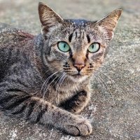 Кошка :: Dmitry i Mary S