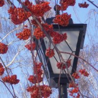 Зима :: Венера Чуйкова