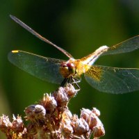 Улыбающаяся стрекоза. :: nadyasilyuk Вознюк