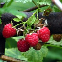 Малинка. :: nadyasilyuk Вознюк Малинка. :: nadyasilyuk Вознюк