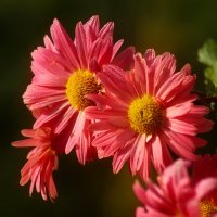 Доброе утро :: Юрий. Шмаков