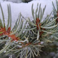 Серёжки :: Валерий Ткаченко