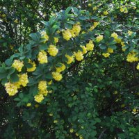 июнь---начало лета. праздник солнца. тепла и света ! :: Елена Шаламова