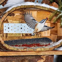 взлёт,Поползень :: Laryan1 