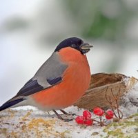 ... :: Вячеслав Минаев