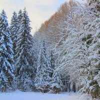 лес :: Владимир иванов