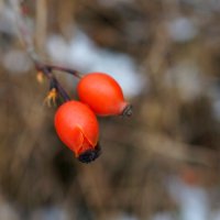 Шипки ! :: Вен Гъновски