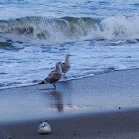 Чайки на море :: Рита Симонова Чайки на море :: Рита Симонова