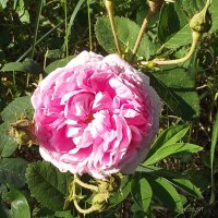 Роза :: Freddy 97