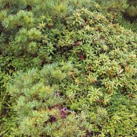 Флористическое разнообразие :: Владимир Соколов (svladmir)