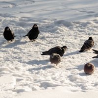 Чужие в городе. :: Михаил К